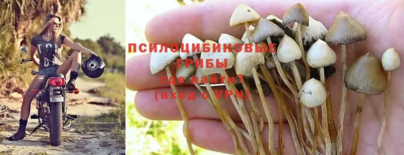 как найти наркотики  площадка состав  Псилоцибиновые грибы Magic Shrooms  Инта 